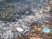 Invemar reporta que mortandad de peces en pajarales fue por falta de oxígeno