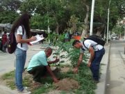 Alcaldía ha plantado 1.800 árboles