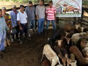Aracataca /Arrancó 2ª parte del proyecto “Producción y Comercialización de Ovinos