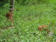Pivijay: Corpamag liberó cinco venados en reserva natural