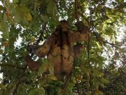 Especies disfrutaron del descanso del Parque Nacional Natural Tayrona