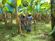 Vendaval afectó servicio de energía en corregimientos de Zona Bananera