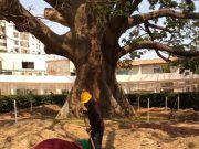 Corpamag continúa con la recuperación de la Bonga