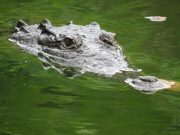 CORPAMAG liberará Caimán Aguja hembra