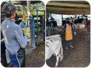 ICA y FEDEGAN aplaza el ciclo de vacunación contra la fiebre aftosa