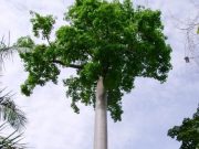 MACONDO, ¿ MITO o REALIDAD?