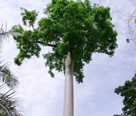 MACONDO, ¿ MITO o REALIDAD?