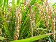 El Retén / Agricultores recibirán semillas para el cultivo de arroz