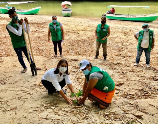 Corpamag sembrará más de 2 mil árboles en el Magdalena