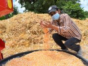 Algarrobo/ Campesinos de Bellavista iniciaron recolección de la cosecha de maíz.