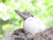 Nacen 31 neonatos de caimán aguja rescatados por corpamag