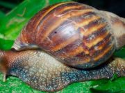 Corpamag realizará jornadas de Prevención y control del Caracol africano