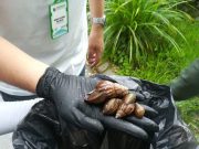 Ciénaga/ Recolectan caracoles africanos en el Parque de las Ranas