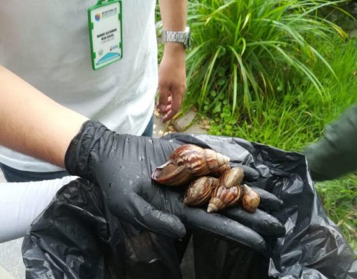 Ciénaga/ Recolectan caracoles africanos en el Parque de las Ranas