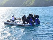 Liberados Pareja de Delfines en las Costas de Santa Marta