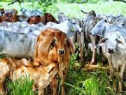 Almagán impulsa mejoramiento genético de la ganadería colombiana