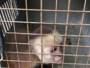 Corpamag realizó rescate de un mono maicero