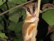 Corpamag realiza monitoreo de Fauna silvestre de la Ciénaga Grande