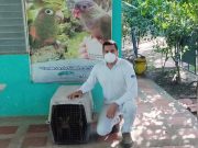 Corpamag rescató tigrillo en Santana