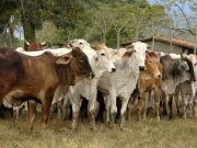 Histórico: exportaciones de carne bordearon los USD 100 millones en primer semestre de 2021