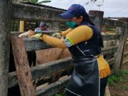 28,1 millones de bovinos y bufalinos vacunados contra aftosa