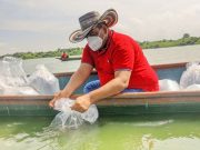 Tenerife / Alcaldía lidera repoblamiento piscícola