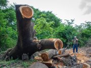 Dadsa y Essmar remueven árboles caídos en ladera del río Manzanares