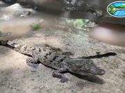 Avanza crecimiento de bebés Caimán Aguja rescatados por Corpamag