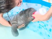 Avanza recuperación de “Tasajerito”, neonato manatí rescatado en tasajera