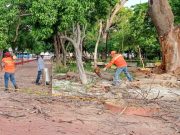 Distrito retira árbol del parque de Bolívar
