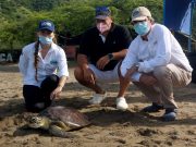 CORPAMAG liberó 6 tortugas marinas en Inca Inca