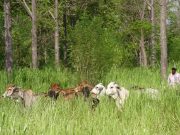 Programa Ganadería Sostenible sembró 3,8 millones de árboles en 4100 fincas de 12 departamentos