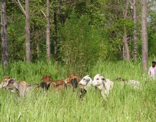 Programa Ganadería Sostenible sembró 3,8 millones de árboles en 4100 fincas de 12 departamentos