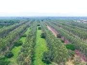 “La NAMA bovina llega para fortalecer acciones en favor del Medio Ambiente”: Fedegán