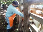 El próximo 2 de noviembre iniciará segundo ciclo de vacunación contra aftosa