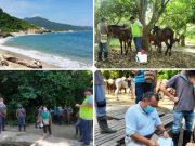 Équidos del Parque Tayrona vacunados contra encefalitis equina venezolana