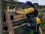 El próximo martes inicia 2do ciclo de vacunación contra la aftosa