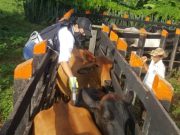 Vacunación contra aftosa del 98,4% consolida el estatus sanitario de Colombia