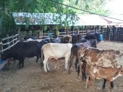 Movilización animal podrán expedirse con registro de vacunación del primer ciclo 2021