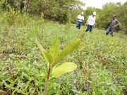 Corpamag realizó seguimiento a siembra de Mangle Rojo