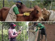 2,3 millones de animales inmunizados contra la aftosa en el país