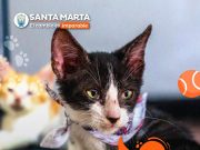 Alcaldía Distrital de Santa Marta te invita a adoptar un amigo