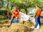 Essmar retiró 11 toneladas de material vegetal en El Rodadero Sur