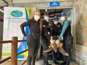 CORPAMAG rehabilita tortuga carey rescatada por pescador de Tasajera