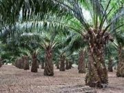 Continúa repunte con cifras récord en producción y en precios del aceite de palma