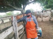 En 41 días de ciclo, se registra vacunación del 73,5 % contra aftosa