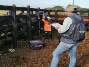 Finalizó ciclo contra aftosa, se ha vacunado el 94,2 % de los bovinos