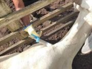 Colombia ha vacunado 16,5 millones de bovinos y bufalinos contra fiebre aftosa