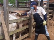 Colombia vacunó el 99,2 % del hato bovino y bufalino contra la aftosa