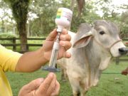Colombia aumentó cobertura, vacunando 98.7% de bovino y bufalino